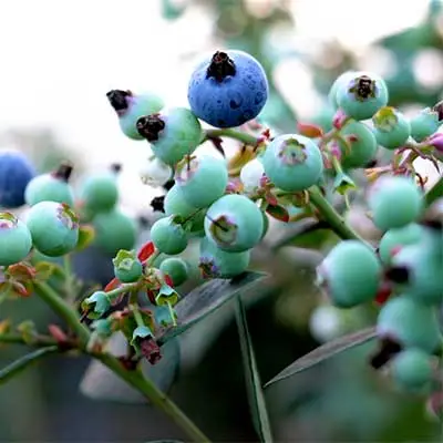 Grander berry - Brosmedia